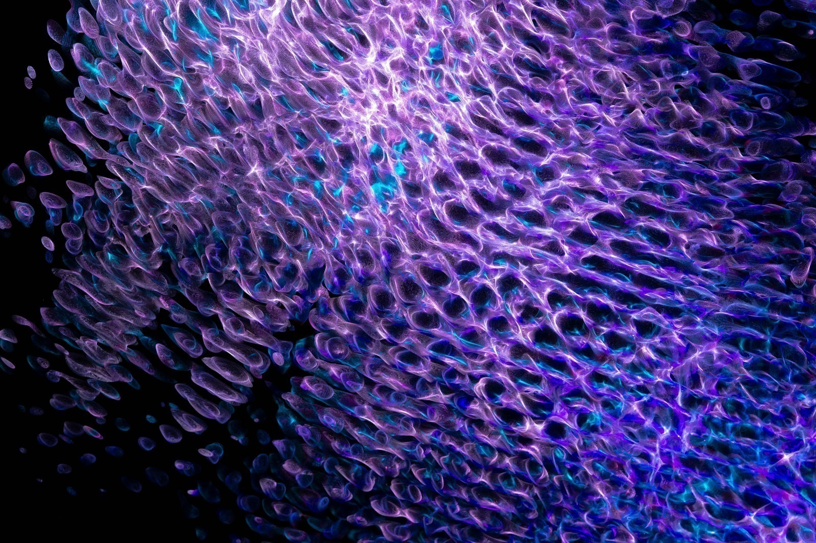 Podnikové webové filtre a firewally