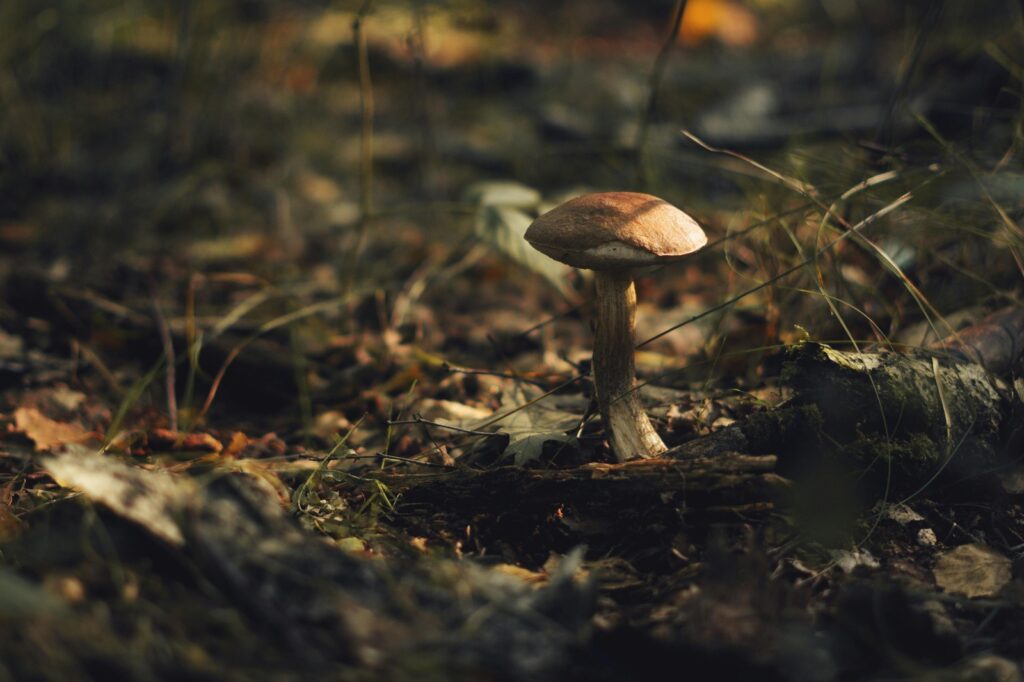 RNG a férovosť hier