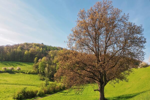 Kultúrna citlivosť a inkluzívnosť