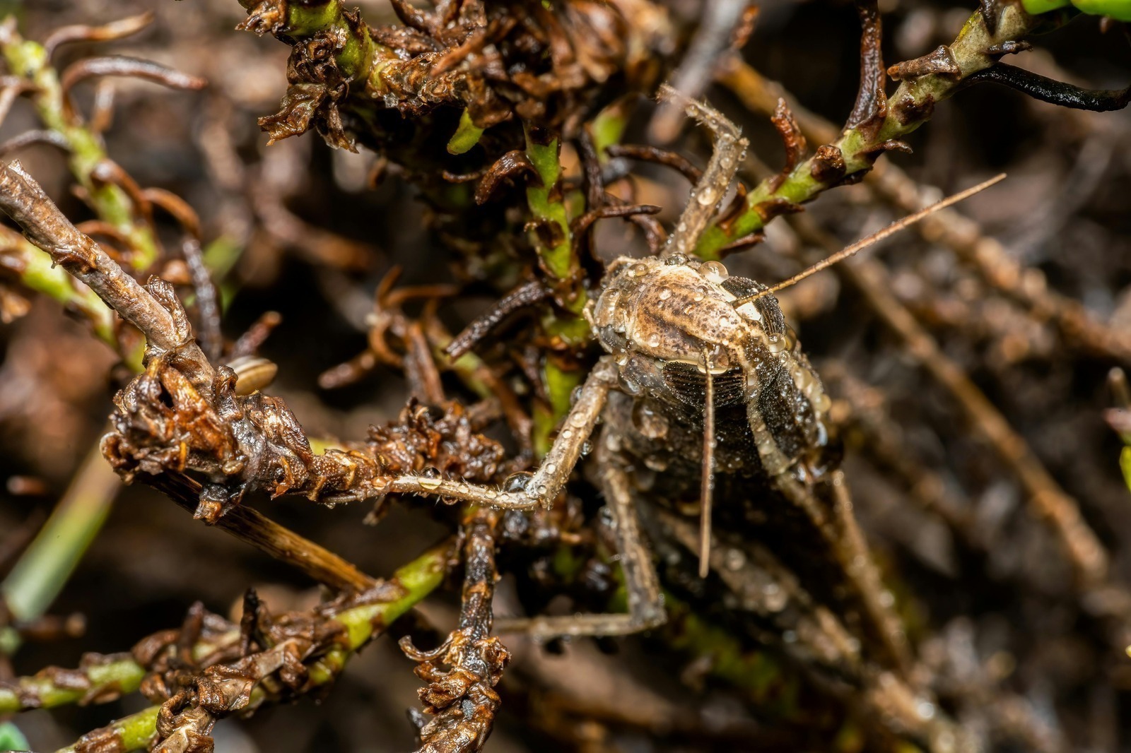 Exit stratégie prenájmu