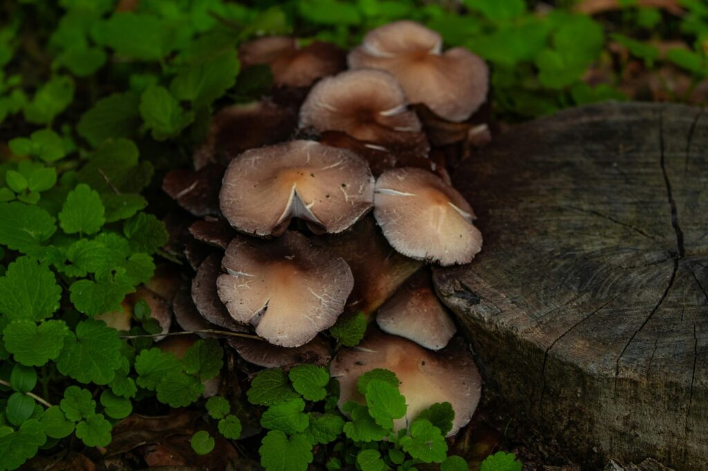 Zariadené vs. nezariadené