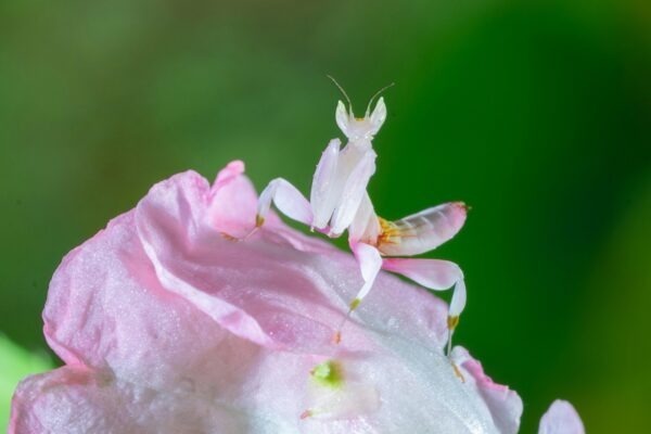 Kognitívne faktory úverového správania