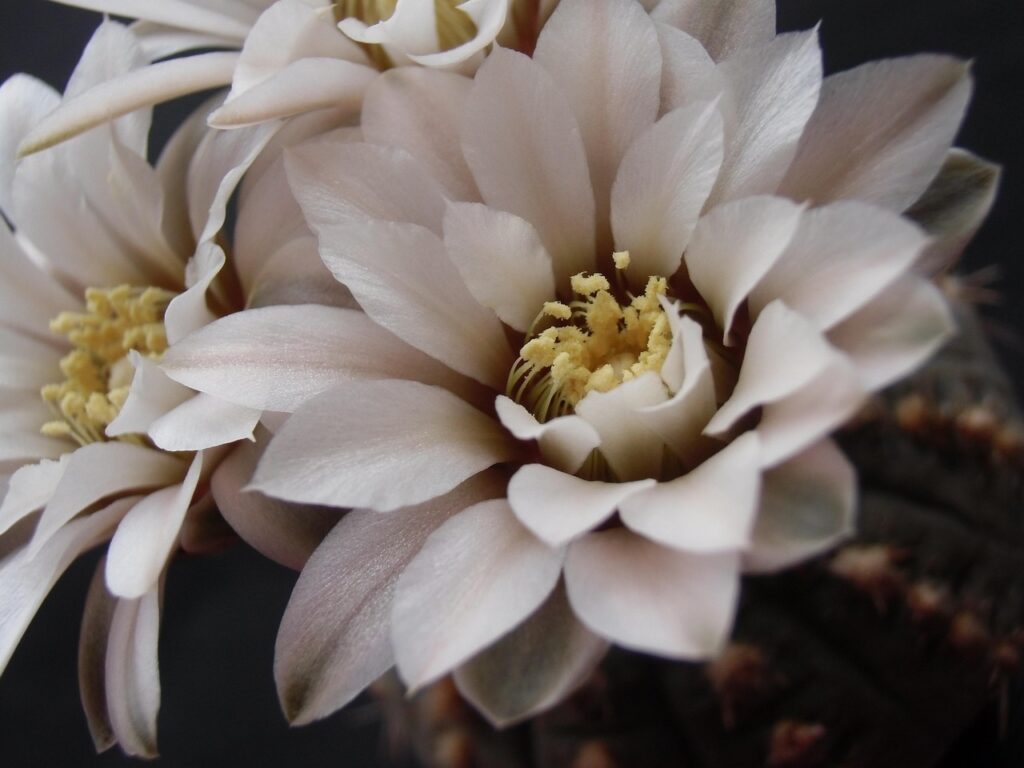 Druhé lekárske stanovisko