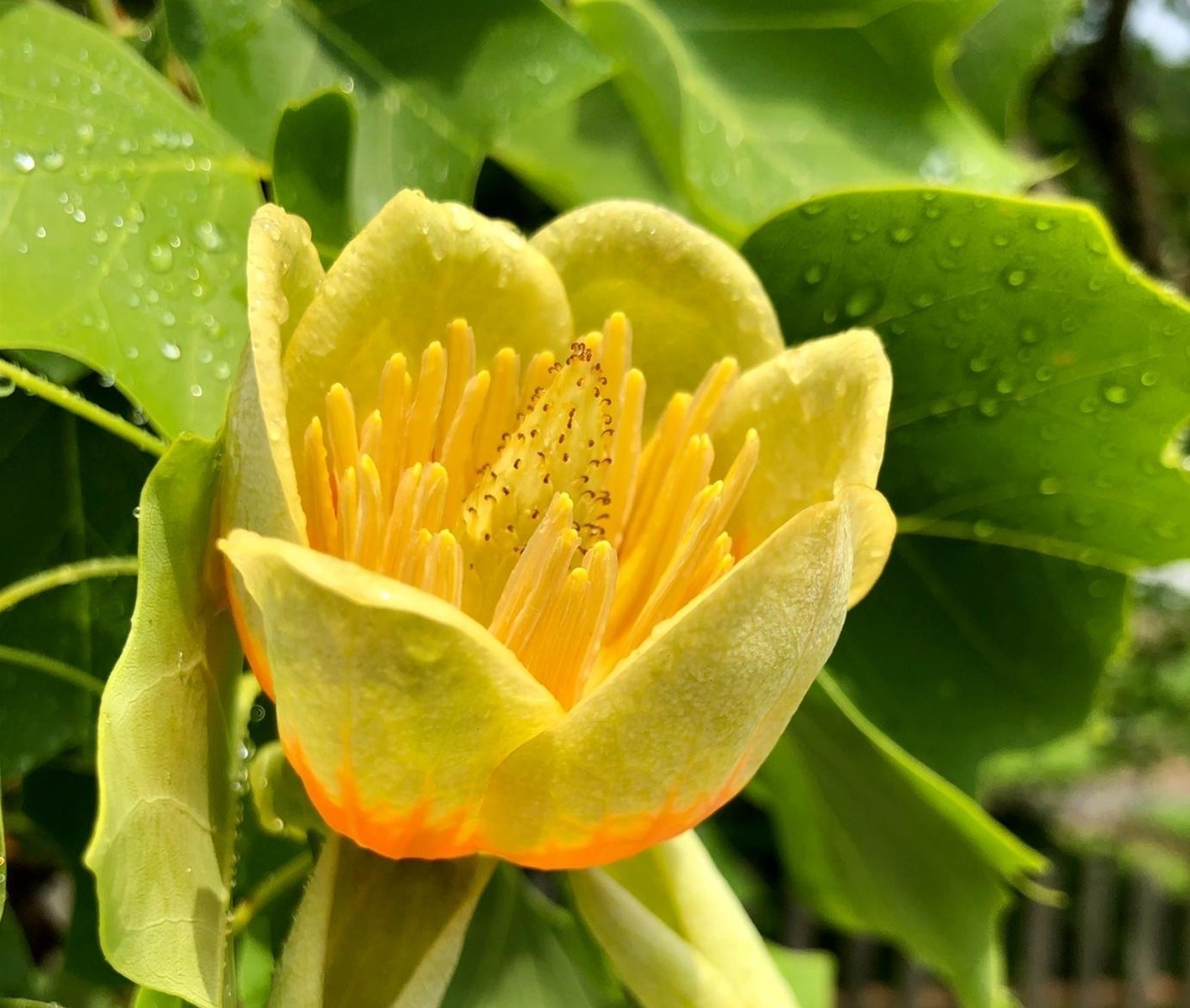 Spoločné rodinné prístupy a limity