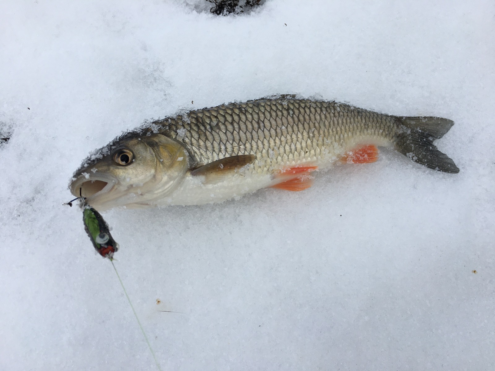 Autobusový travel hack
