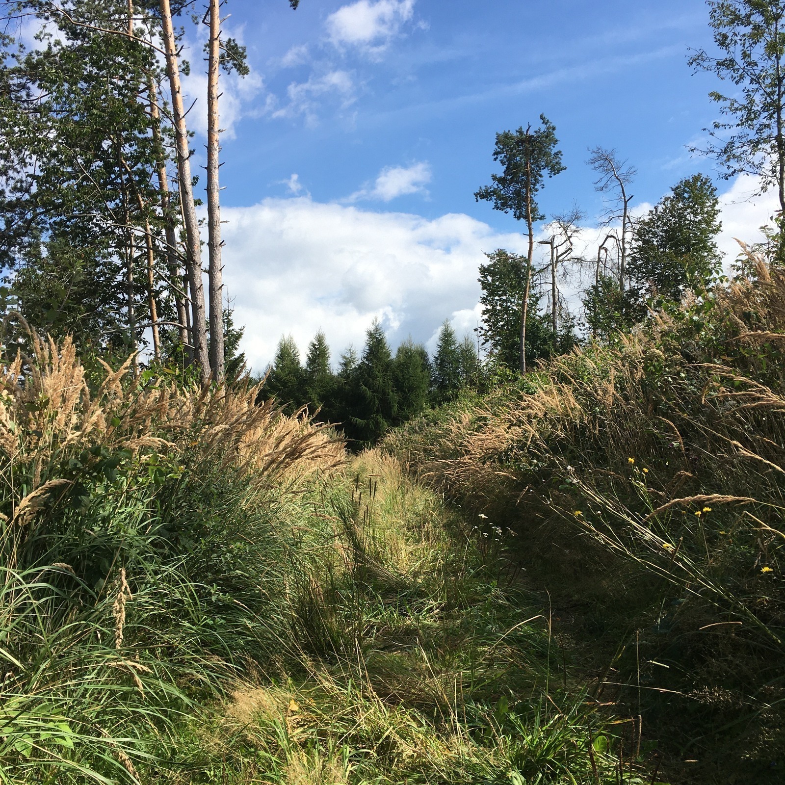 Cestovanie so zvieratami