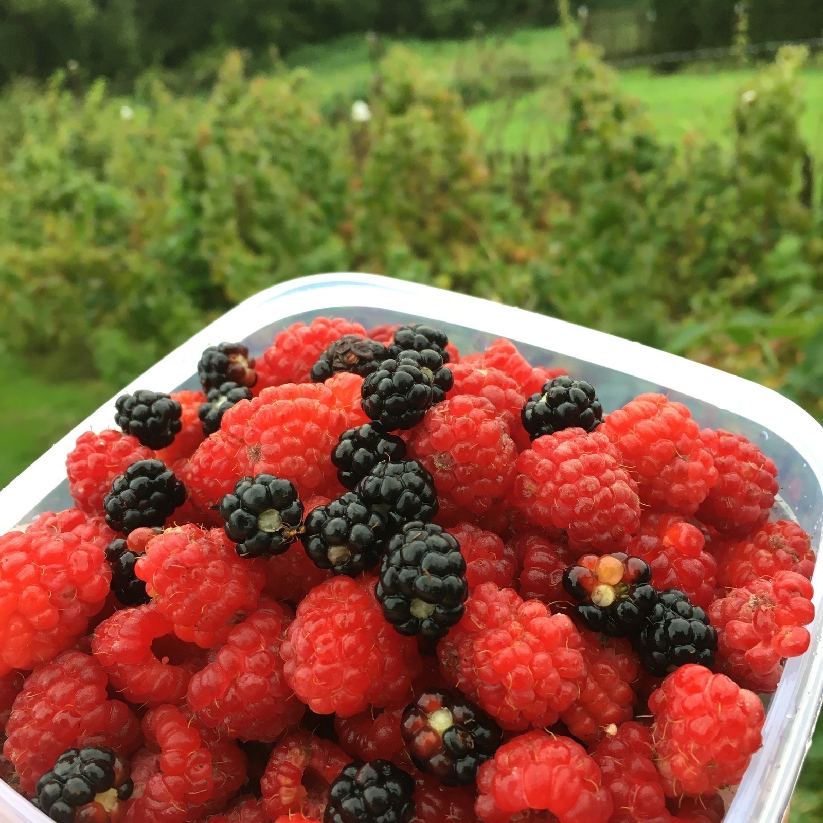 Suveníry bez odpadu