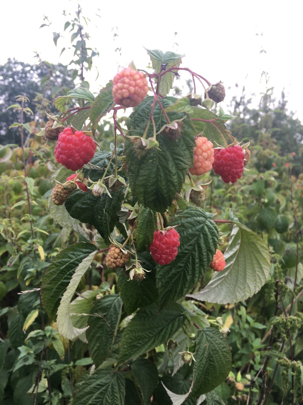 SWOT pre mobilnú appku