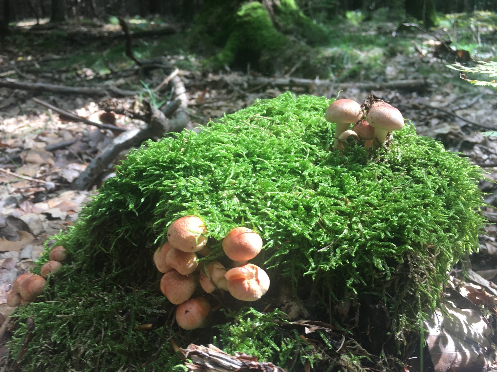 SWOT a risk register