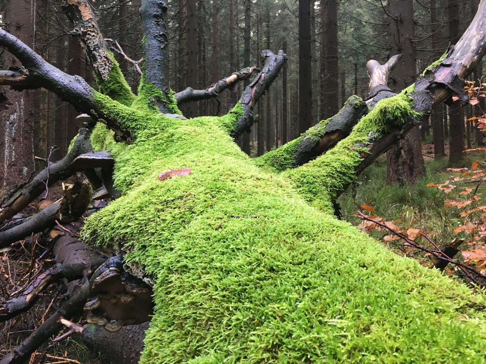 SWOT pre customer journey