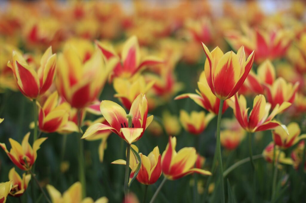 Online KYC bezpečne