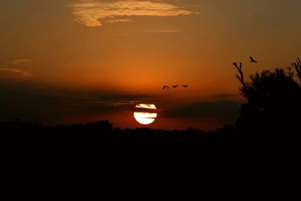 Zinok, selén, štítna žľaza