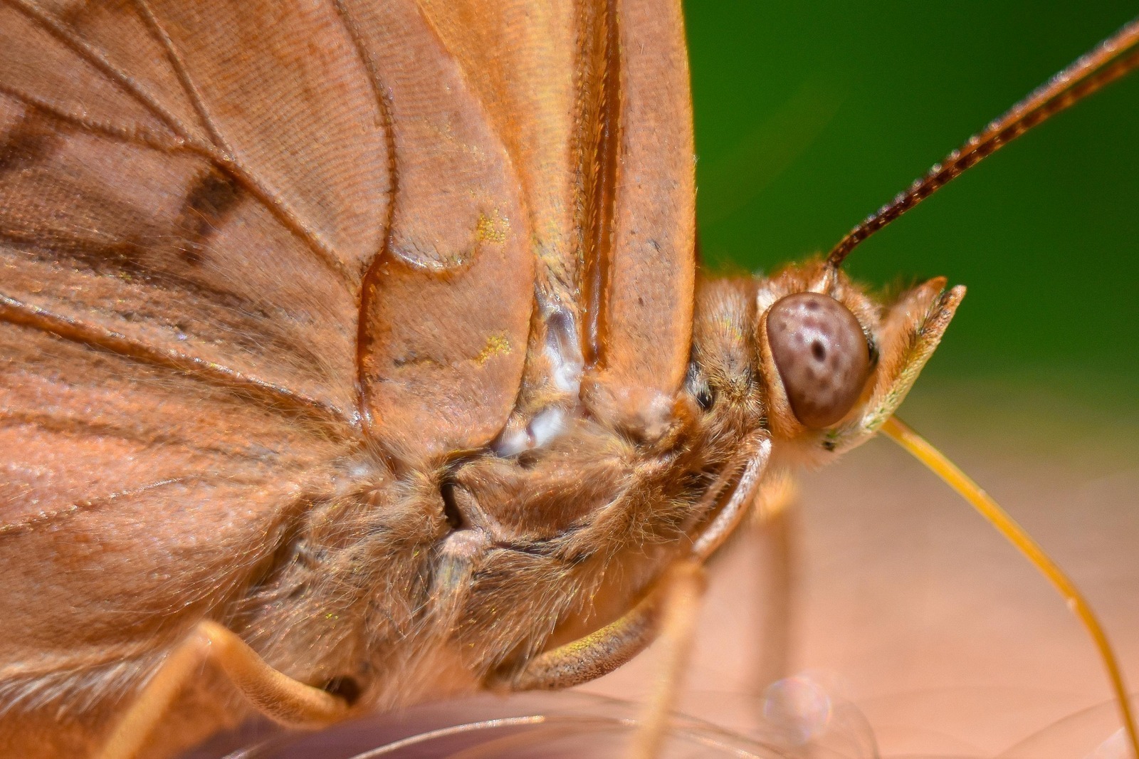 Husle a sláčikové nástroje