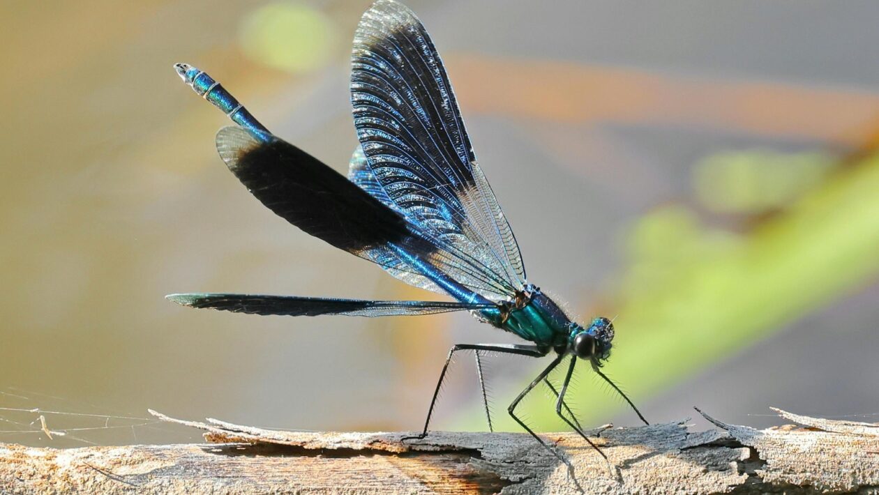Získavanie a výber