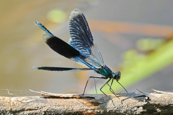 Získavanie a výber