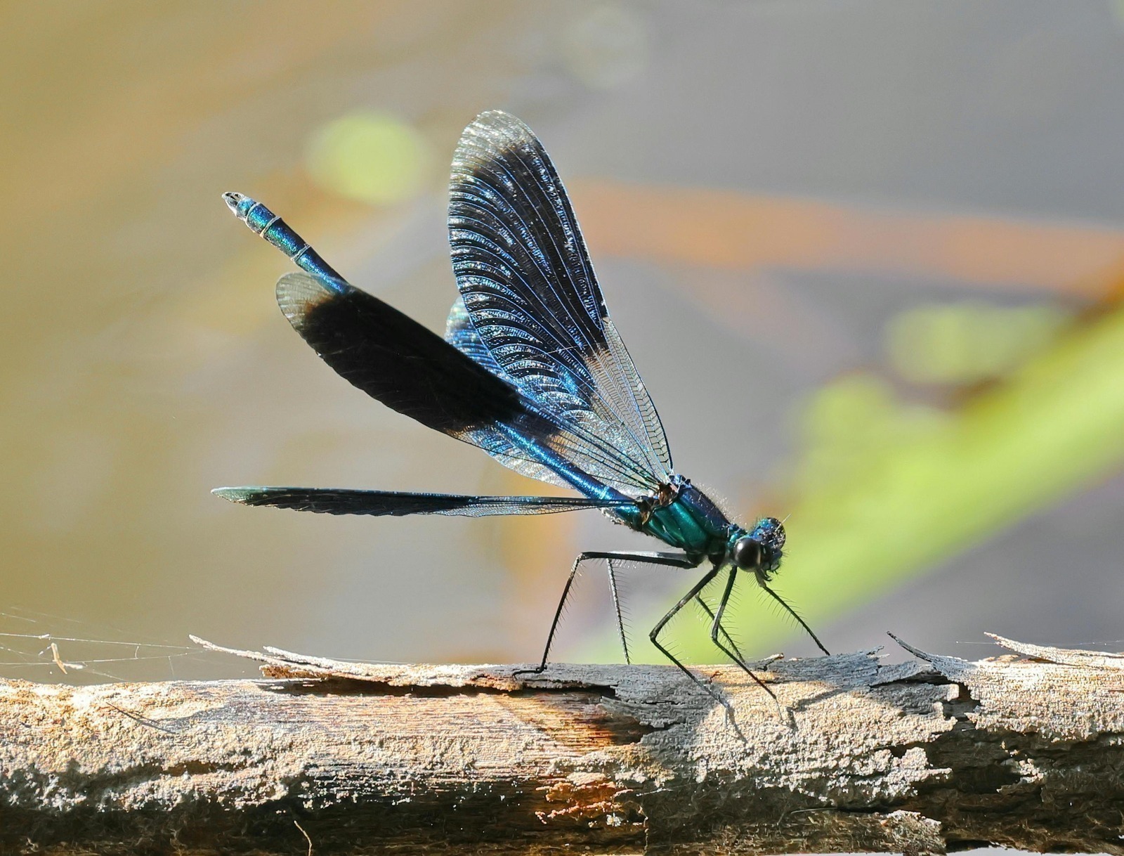 Získavanie a výber