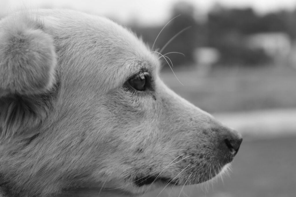 Kultúra a stratégia