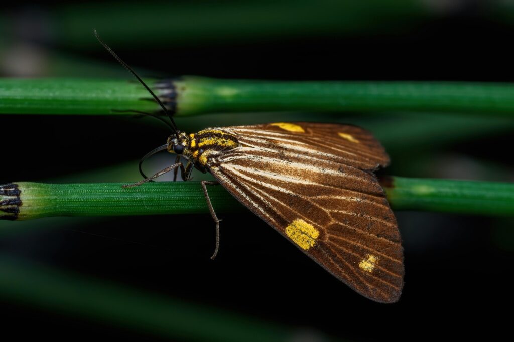 Sezónnosť zákrokov