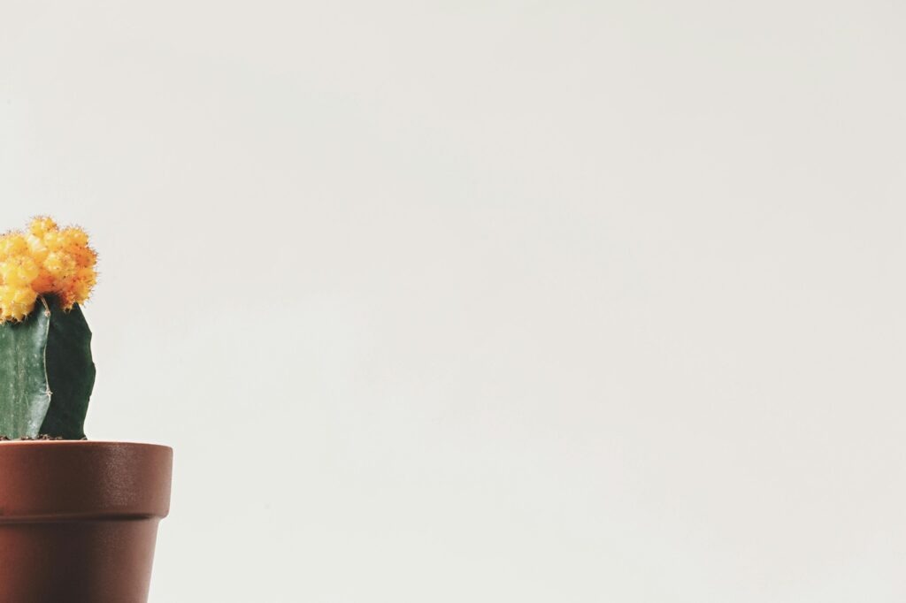 Výrok audítora a význam