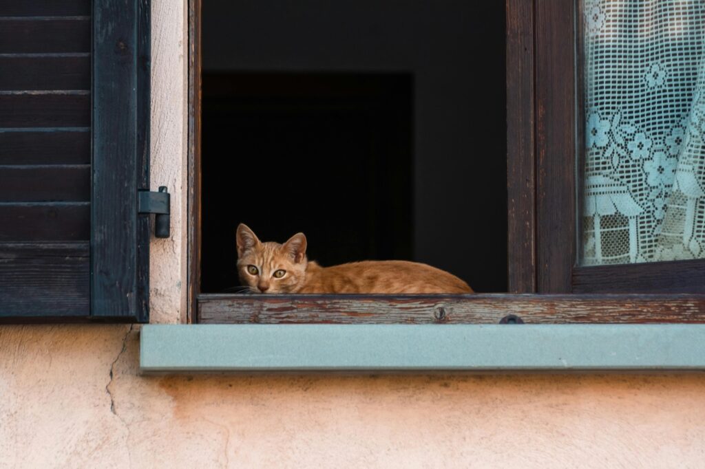 SMS/WhatsApp kampane