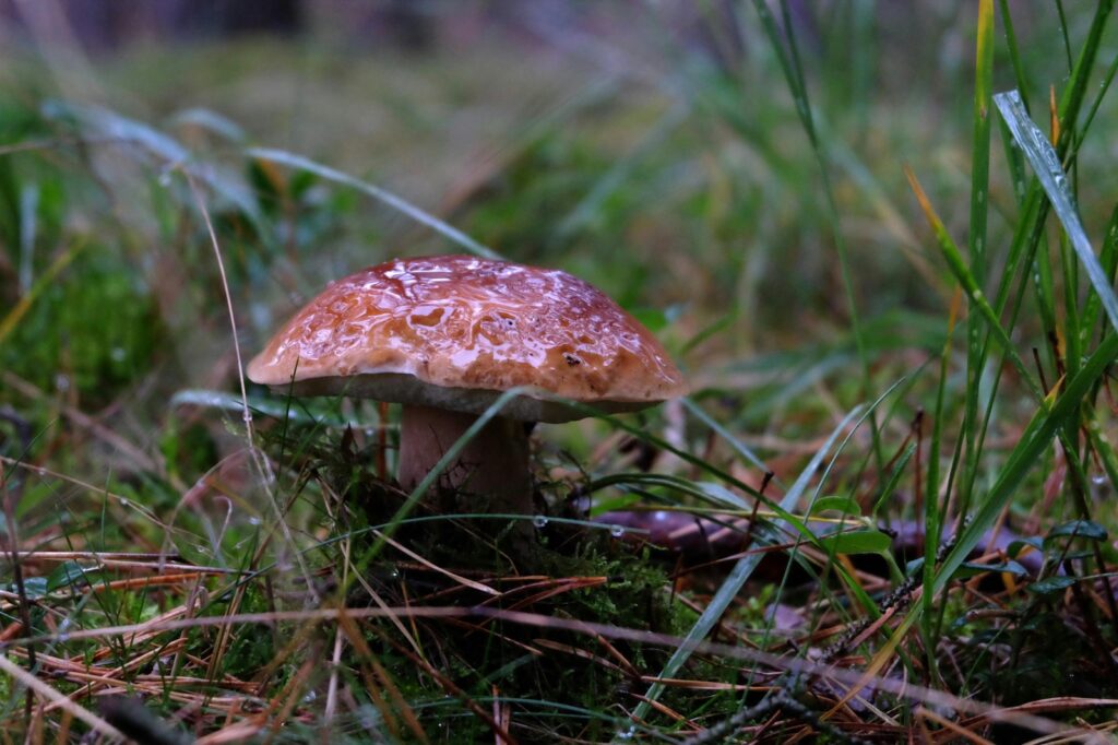 Vplyv bonity na úver