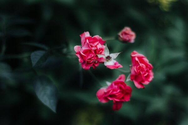 Rozdelenie neživotného poistenia