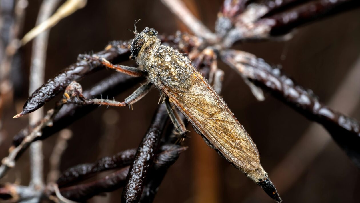 Rizikové faktory a poistné plnenie