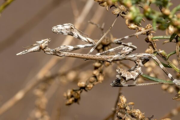 Povinné a dobrovoľné poistenia