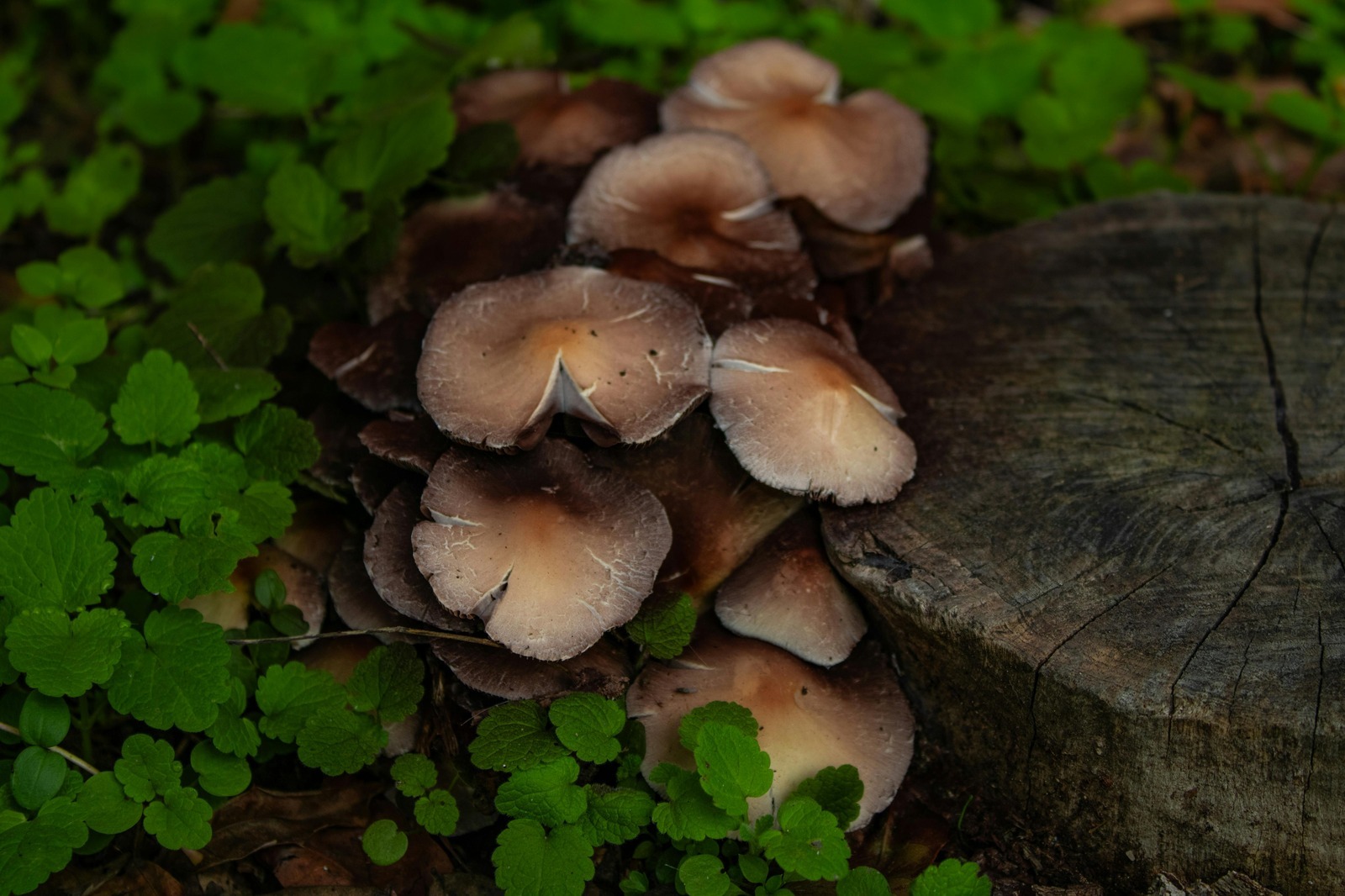 Kurátorstvo a výstavné projekty