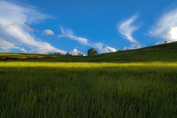 Bob marley a rastafari
