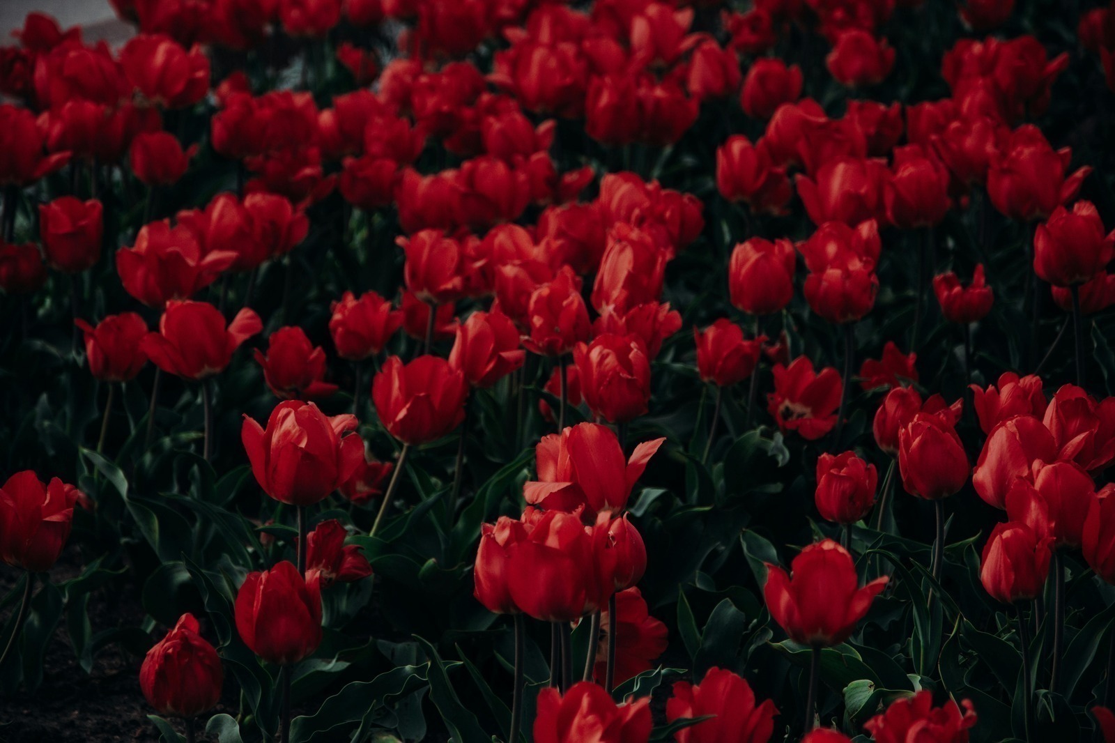 Existencializmus vo Francúzsku