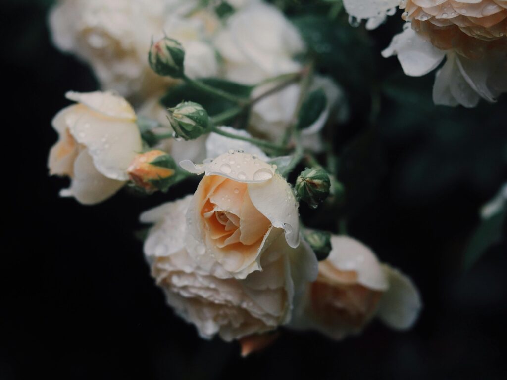 Politická a angažovaná literatúra