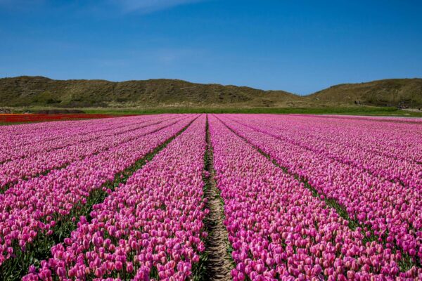 Stres a nervová regulácia