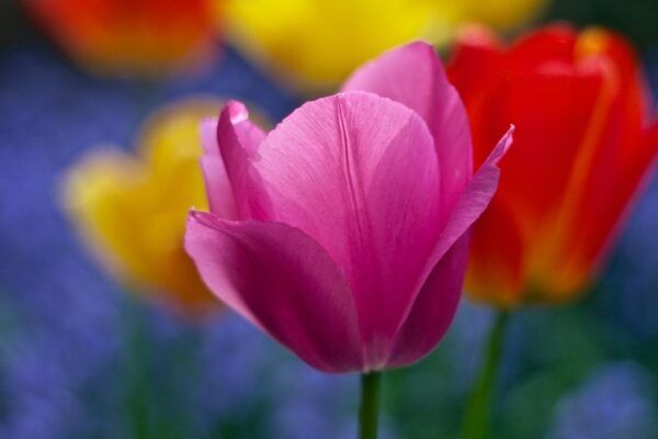 Prevencia onkologických chorôb