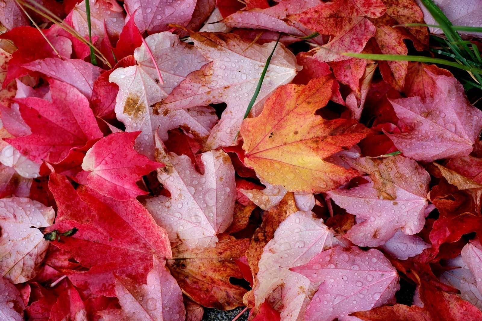 Platené kampane vo vyhľadávaní