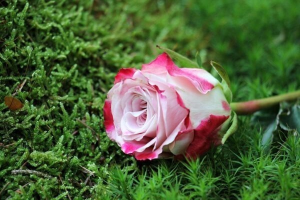 B2b vs b2c komunikácia