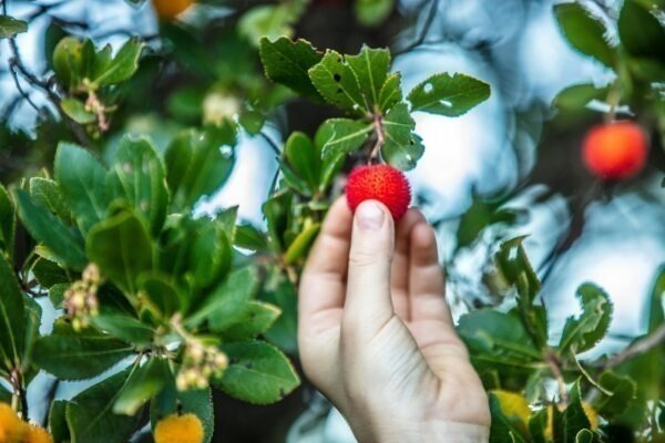Sledovanie zásielok pravdivo