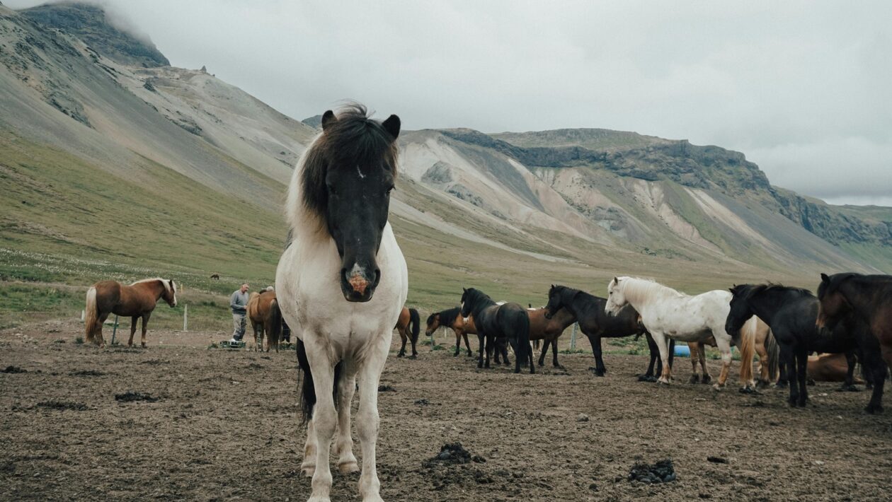 Digitalizácia a vzdelávacie ekosystémy