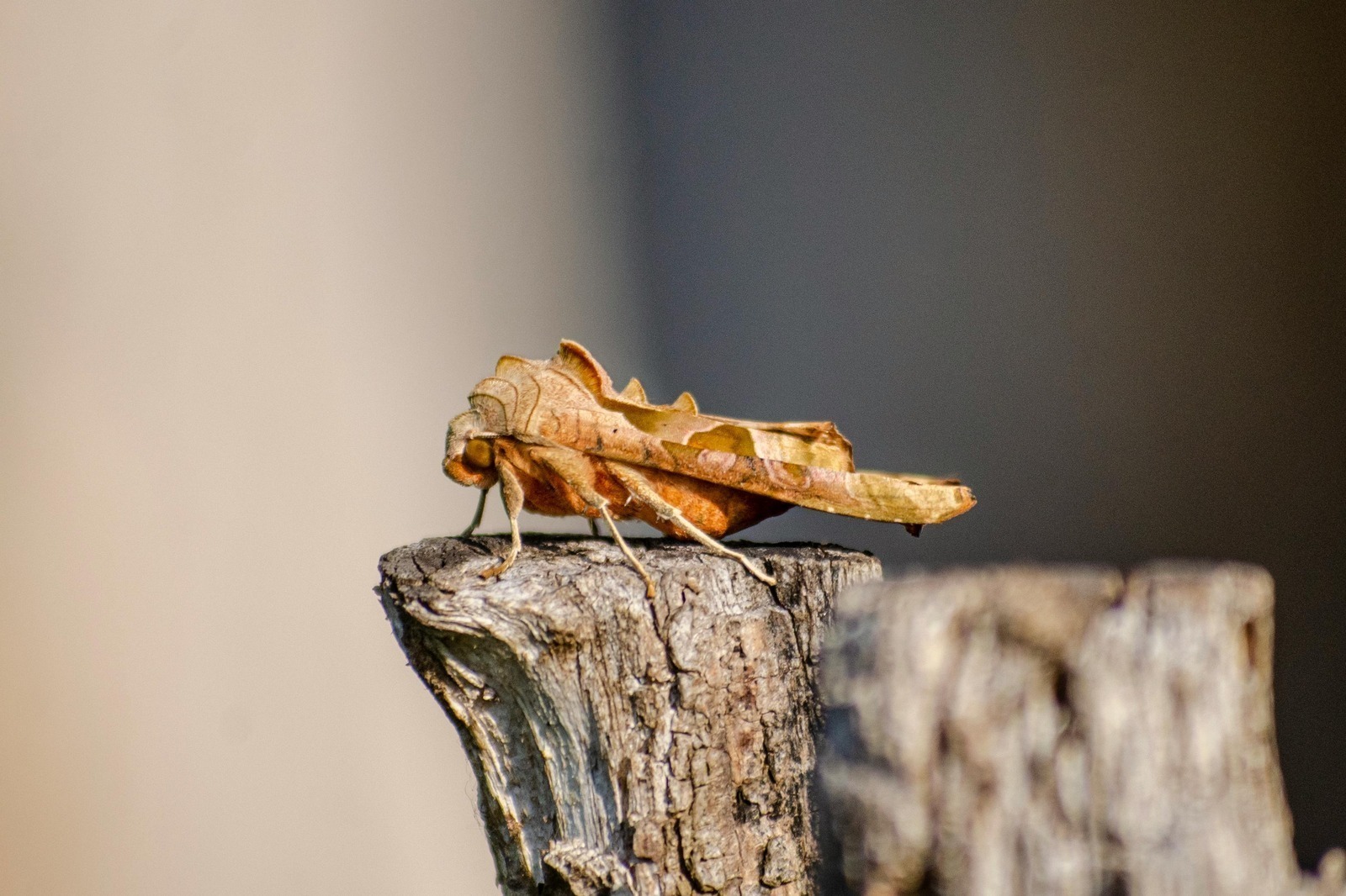 Tanečná mikro-improvizácia