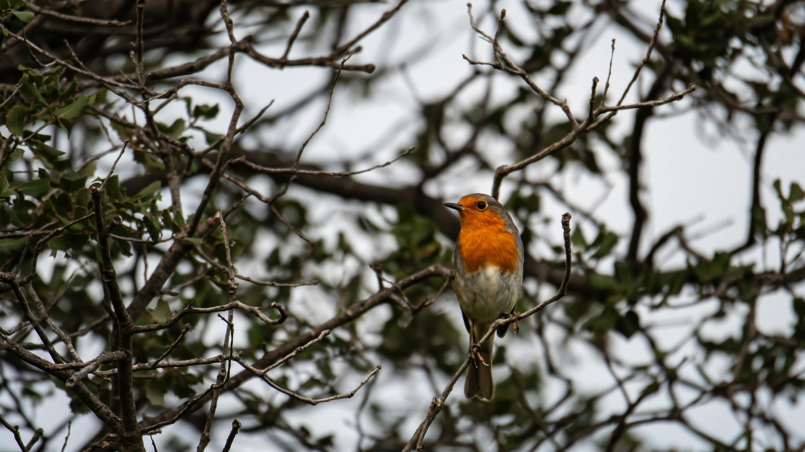 Komunikačné bariéry