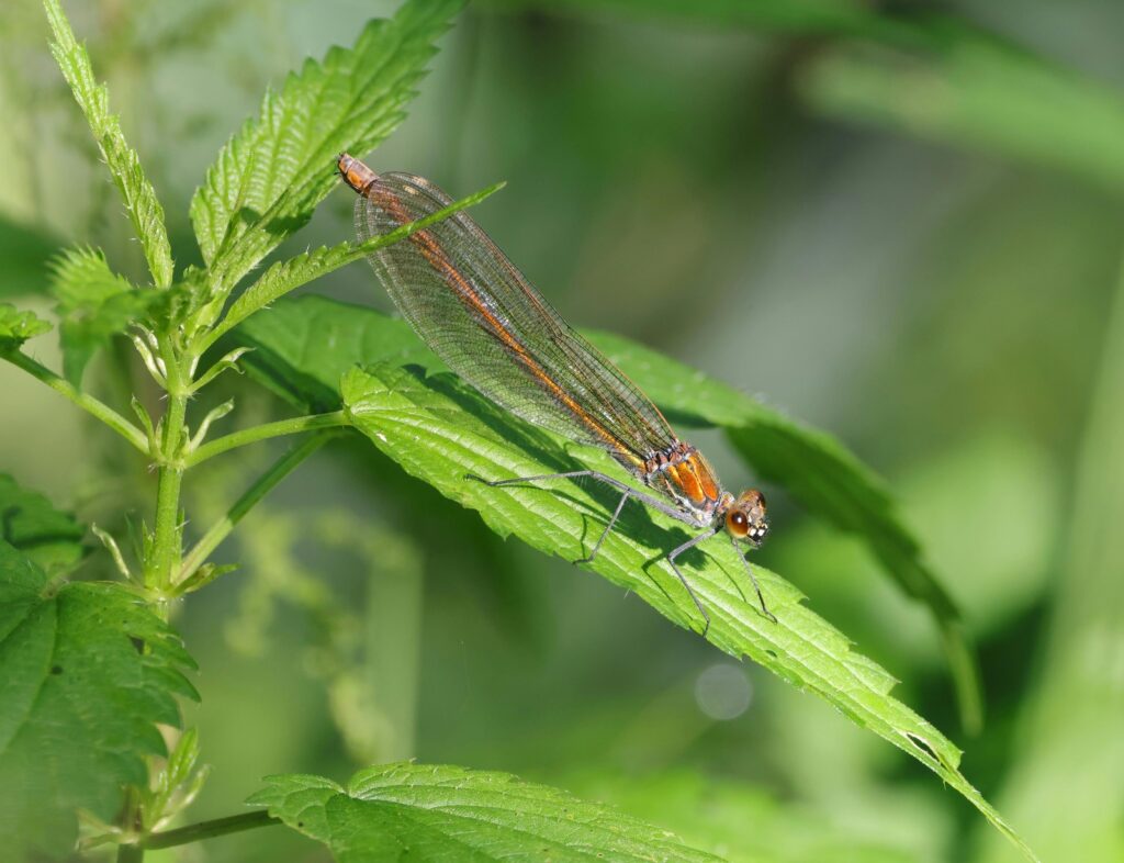 Stres pred skúškou